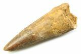 Fossil Spinosaurus Tooth - Real Dinosaur Tooth #357749-1